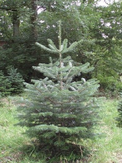 Nordman Christmas Tree